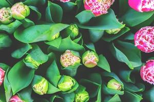 top view of tulips background, Toned picture photo