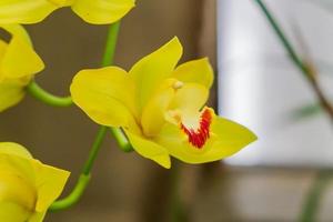 yellow exotic orchid flower closeup photo