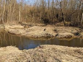 spring stream in the forest. Nature landscape photo