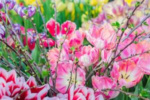 field of blooming colorful tulips, spring flowers in the garden photo