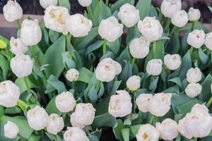 field of blooming multicolored tulips, spring flowers in the garden photo