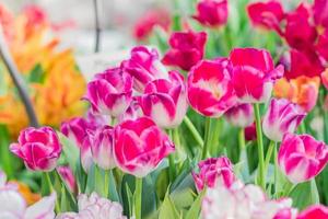 field of blooming multicolored tulips, spring flowers in the garden photo