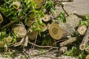 Sawn tree after the storm photo