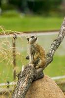 portrait of meercat sitting on tree photo