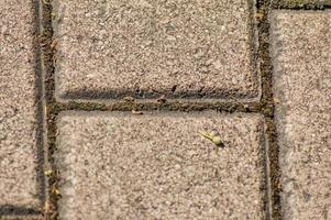 closeup of pavement bricks photo