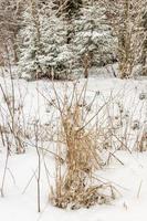 closeup of russian forest in winter. Young spruces covered with snow photo