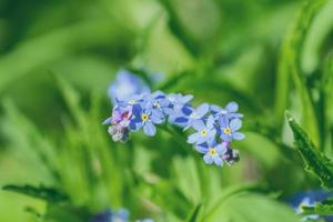 tiny blooming spring flower forget me not on green grass background photo