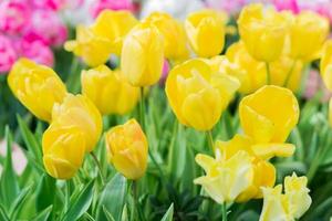 field of blooming multicolored tulips, spring flowers in the garden photo