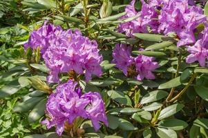 Violet Rhododendron. Evegreen shrub. photo
