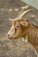 young goat portrait photo