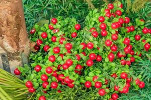 artificial cranberry decorative background photo