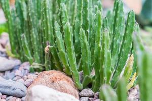 cactus verde, planta del desierto foto