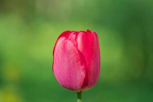 close up of single blooming pink tulip on blurred green background photo