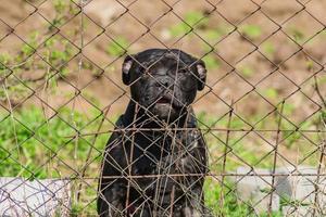 cute Staffordshire terrier sitting behind metal fence. Homeless dogs in shelter photo