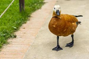 pato salvaje caminando sobre la hierba cerca del estanque foto