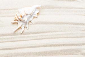 Sea shell on sand. Summer beach background with copy space. Top view. Summer frame boarder. photo