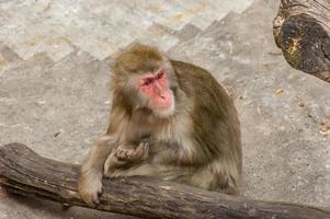 mono macaco japonés foto