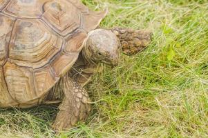 Turtle tortoise, Testudinidae, Testudines eating green grass outdoors photo