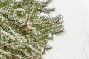 Fir branch with pine cones covered with snow. photo