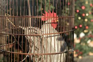 One white rooster with red scalkop in steel cage photo