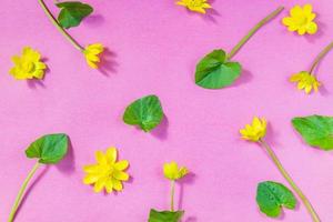 Ficaria verna on pink background, first spring flower, colorful pattern photo
