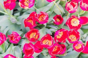 field of blooming multicolored tulips, spring flowers in the garden photo