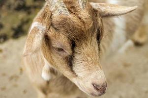 young goat closeup photo