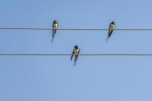 golondrinas sentadas en cables contra el cielo azul en un día soleado foto