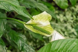 Spathiphyllum in bloom closeup photo