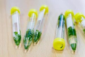 Plants in test tubes on wooden background. Biological research photo