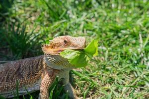 Closeup of a Bearded Dragon Pogona vitticeps on green grass. Exotic domestic pet. photo