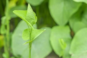 Closeup of young sprout photo