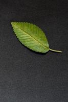 green leaf of elm tree on black background photo