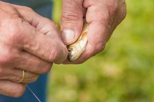 fisherman pulls out a hook out of crucian photo