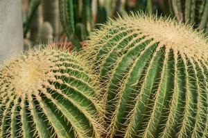 ball shaped cacti in botanical garden photo