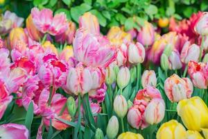 field of blooming colorful tulips, spring flowers in the garden photo