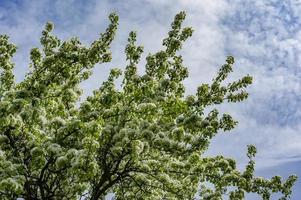 Pear tree blossom. white flowers on branch photo