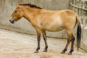 caballo przewalski en el zoológico. caballo asiático salvaje equus ferus przewalskii foto