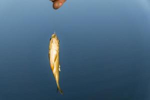 Crucian on hook on water background photo