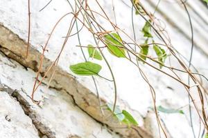 muro de hormigón desgastado con vides secas con hojas verdes foto