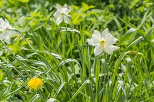 narcissus flowers in the garden flowerbed photo