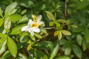Whie Rhododendron. Evergreen shrub. photo