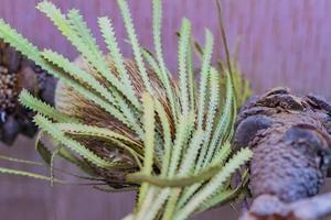 closeup of dry tree branch and cone photo