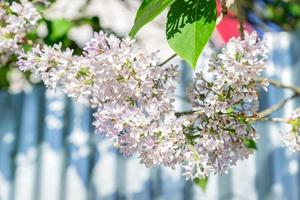 primer plano de la rama de lila floreciente en el jardín sobre fondo de valla azul foto