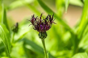 purple Cornflower on green background photo