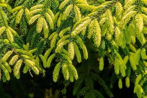 closeup of spruce tree branch. photo