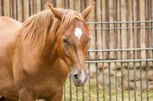 Red horse portrait photo