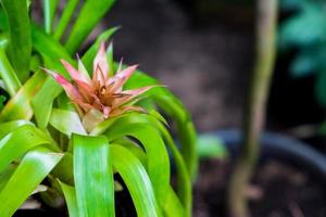 closeup of bromelia flower photo