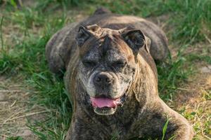 old german boxer resting on grass outdoors photo