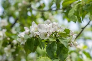 Apple tree blossom. white flowers on branch photo